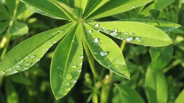 Lupine green leaves close up with a raindrop drop dew after rain on the sun. Nature summer background - Footage, Video