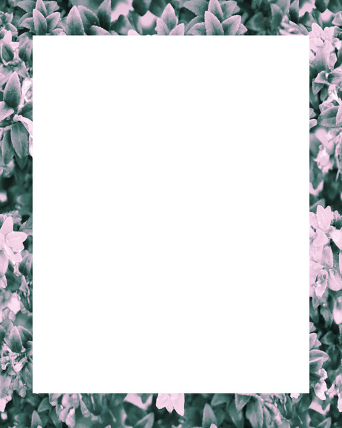 White frame background with decorated design borders. - Zdjęcie, obraz