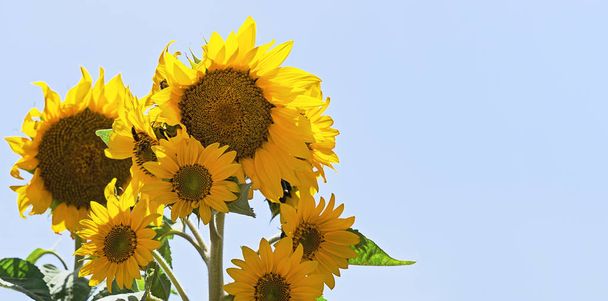 Nahaufnahme Sonnenblumenpflanze gegen blaues Himmelsbanner - Foto, Bild