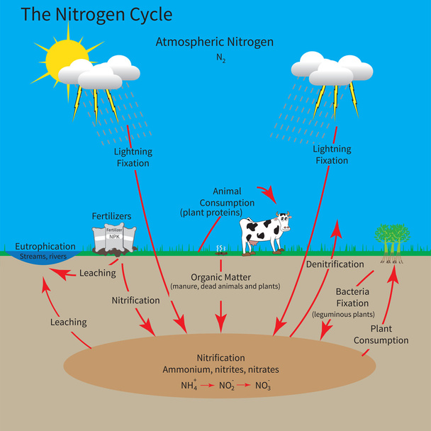 A nitrogén-ciklus - Vektor, kép