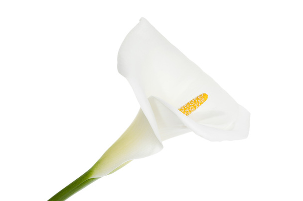 Calla lily bloem - Foto, afbeelding