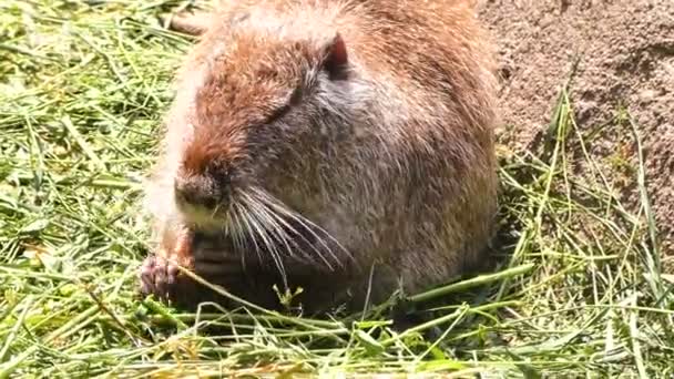 Un rat d'eau animal mange de l'herbe, la nature en gros plan
. - Séquence, vidéo