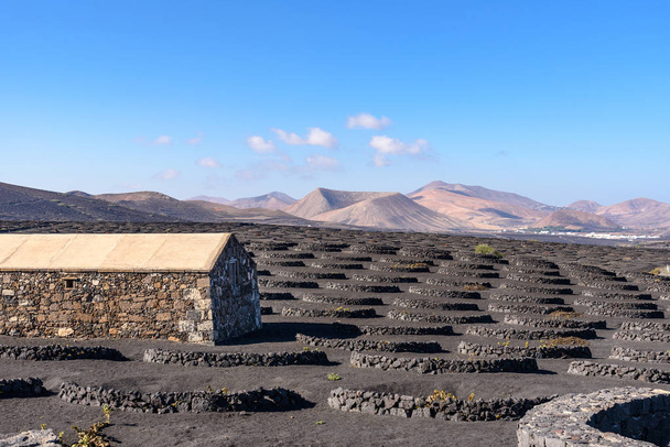 La Geria vineyard on volcanic soil, Lanzarote, Canary islands, Spain - Photo, Image