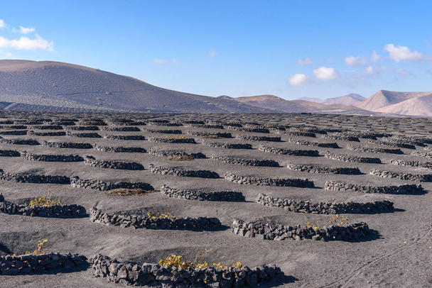 la Geria vineyard on volcanic soil, Lanzarote, Canary islands, Spain - Photo, Image
