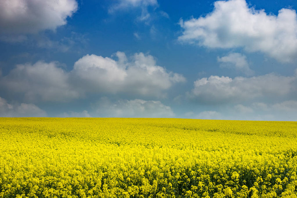 Agriculture Field With Oilseed Rape, landscape with canola in bloom - Fotoğraf, Görsel
