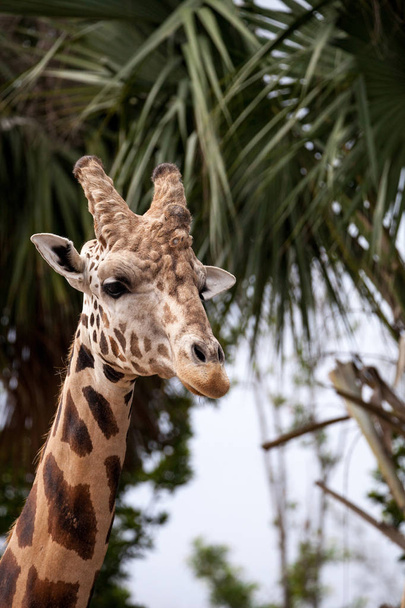 Utelias ja ystävällinen Reticulated kirahvi Giraffa camelopardalis reticulata katsoo alas sen pitkä, korkea kaula
. - Valokuva, kuva