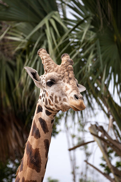 Цікава і доброзичлива витиснута жирафа Жирафа верблюдопардалістська ретикулата дивиться вниз з її довгої, високої шиї
. - Фото, зображення