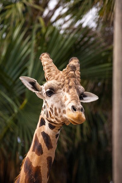Цікава і доброзичлива витиснута жирафа Жирафа верблюдопардалістська ретикулата дивиться вниз з її довгої, високої шиї
. - Фото, зображення