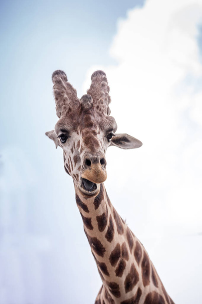 Nieuwsgierig en vriendelijke Reticulated giraffe Giraffa camelopardalis reticulata neerkijkt uit zijn lange, hoge nek. - Foto, afbeelding