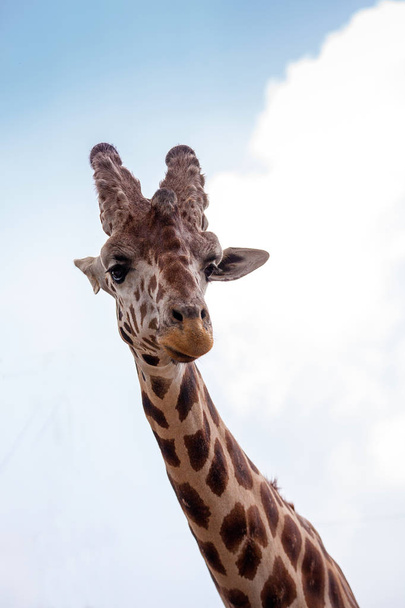 Curious and friendly Reticulated giraffe Giraffa camelopardalis reticulata looks down from its long, high neck. - Foto, Imagen
