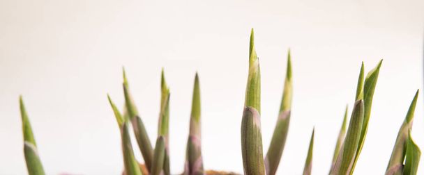 small seedling isolated over white background - 写真・画像