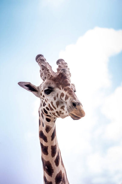 Curious and friendly Reticulated giraffe Giraffa camelopardalis reticulata looks down from its long, high neck. - Foto, afbeelding