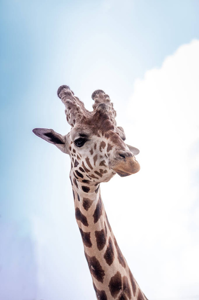 Curious and friendly Reticulated giraffe Giraffa camelopardalis reticulata looks down from its long, high neck. - Photo, image