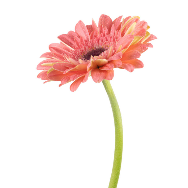 Kaunis vaaleanpunainen Gerbera (Daisy), jossa pisarat vettä eristetty valkoisella taustalla
. - Valokuva, kuva