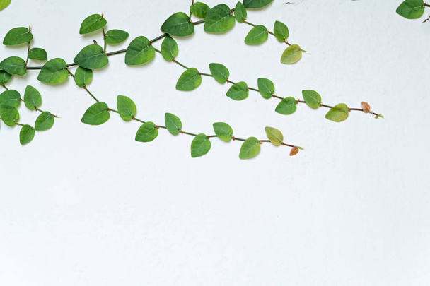 ivy plant on white wall - Photo, image
