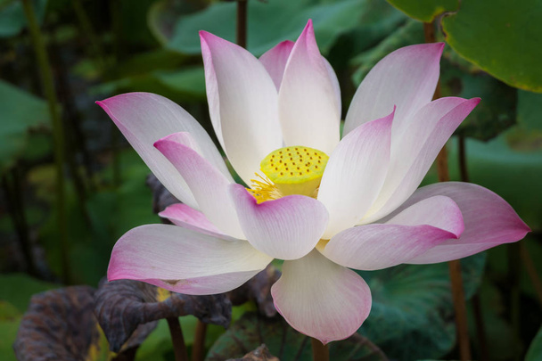 pink lotus flower in pond - Фото, изображение
