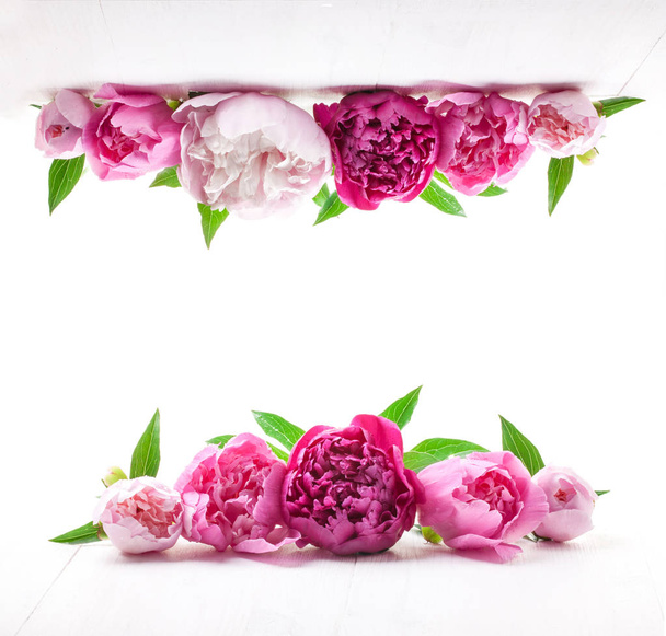 Красивые розовые пионы на белом фоне
. - Фото, изображение