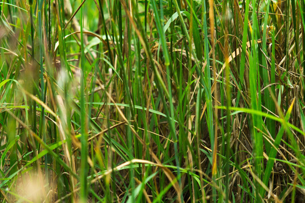 Plants on the river bank close-up of selective focus. Bulrush closeup. - 写真・画像