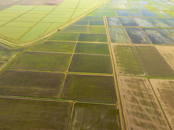 The rice fields are flooded with water. Flooded rice paddies. Agronomic methods of growing rice in the fields. Flooding the fields with water in which rice sown. View from above. - 写真・画像