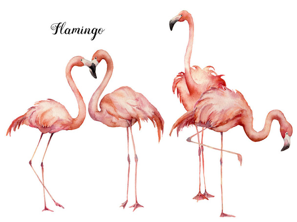 Set gruppo fenicottero rosa acquerello. Dipinti a mano uccelli esotici luminosi isolati su sfondo bianco. Illustrazione della vita selvaggia per design, stampa, tessuto o sfondo
. - Foto, immagini