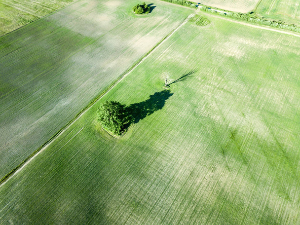 Drohnenbild. Luftaufnahme leerer Felder mit einsamen Bäumen in der Mitte. Lettland Sommertag - Foto, Bild