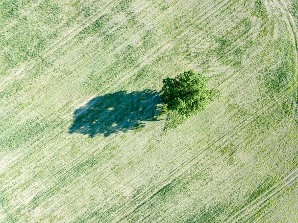 Drone obrazu. Widok z lotu ptaka pustych pól uprawnych z lonely drzewo w środku. Łotwa letni dzień - Zdjęcie, obraz