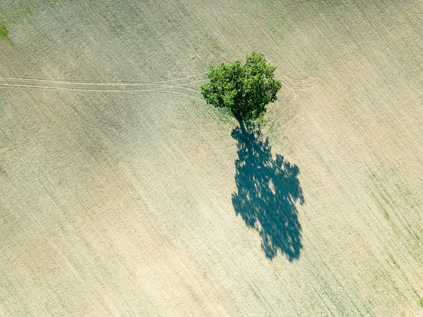 Drohnenbild. Luftaufnahme leerer Felder mit einsamen Bäumen in der Mitte. Lettland Sommertag - Foto, Bild
