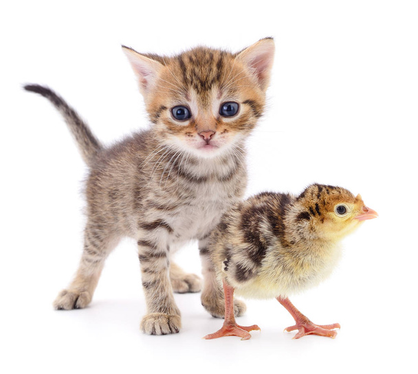 Small brown kitten and turkey isolated on white background. - Zdjęcie, obraz