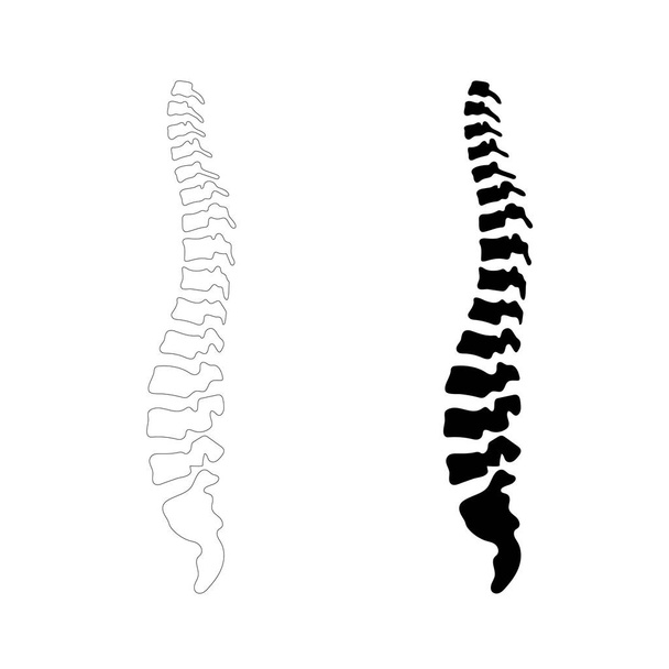 Vector human spine illustration - Вектор, зображення