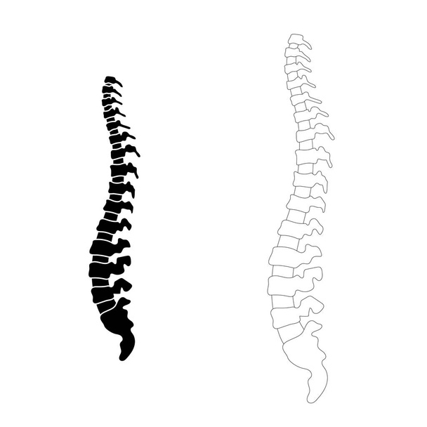 Vector human spine  illustration - Вектор, зображення