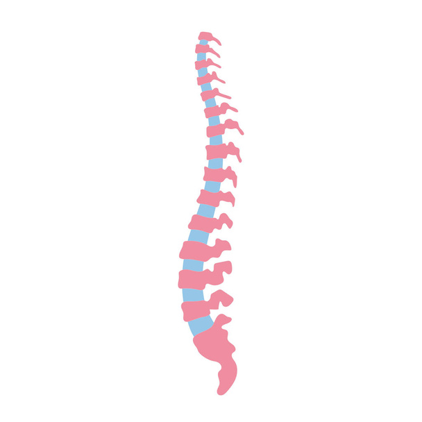 Vector human spine illustration - Вектор, зображення