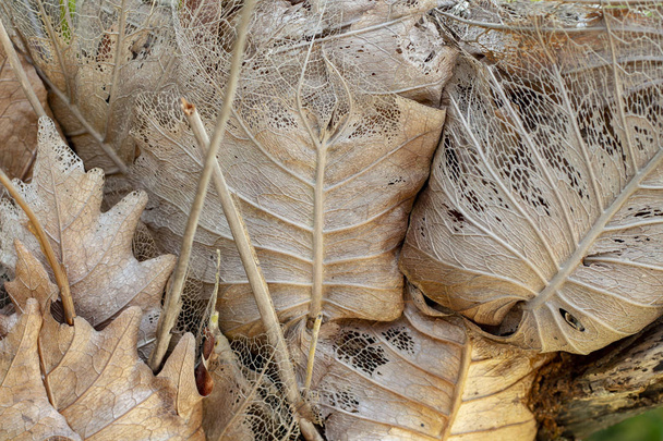 Dry yellow leaf on tree trunk photo. Dry season or dehydration concept. Drying leaf structure with veins. Autumn leaf closeup. Brown yellow foliage of old tree. Dry leaf texture. Natural renovation - Foto, Imagem