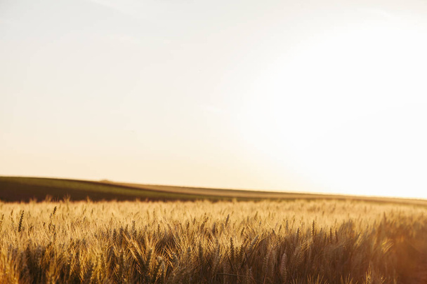 Filed of wheat in sunset - Photo, Image