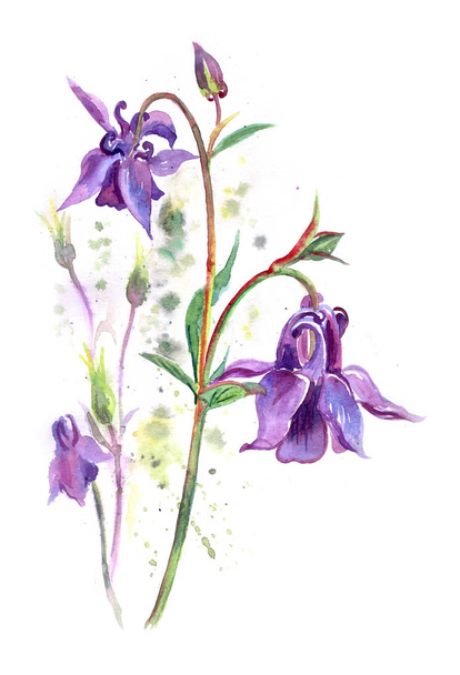 Aquilegia flowers, watercolor painting on white background. - Foto, Imagem