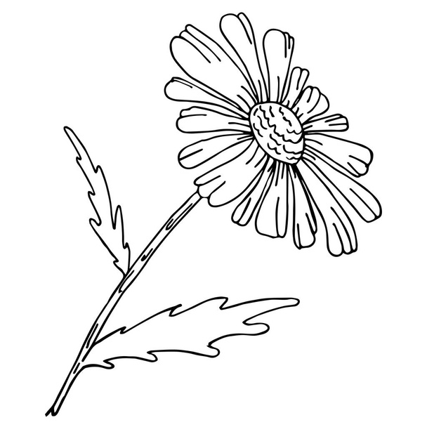 Sketch vector graphics with floral pattern for design. Flower chamomile natural design. - Vector, Image