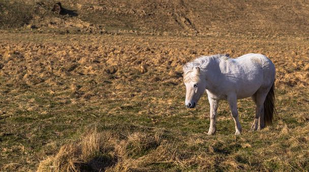 Ισλανδικά-ερημιά-04 Μαΐου 2018: Ισλανδικά άλογα στο άγριο τοπίο της Ισλανδίας - Φωτογραφία, εικόνα