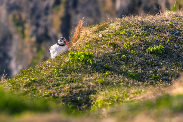 Dyrholaey - 04 toukokuu 2018: Wild Puffin bird in Dyrholaey, Iceland
 - Valokuva, kuva