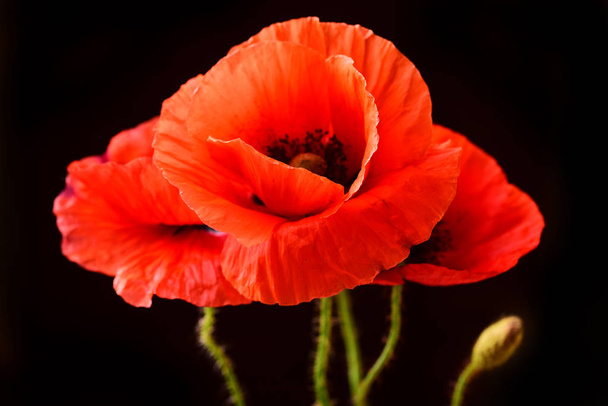 Closeup of red poppies on black background - Photo, Image