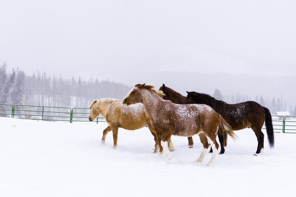 Koně - Fotografie, Obrázek