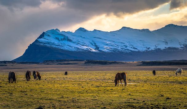 Icelandic wilderness - May 05, 2018: Icelandic horses in the wilderness of Iceland - Zdjęcie, obraz