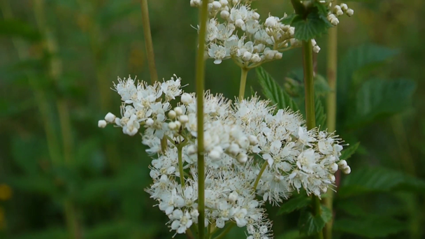 Moerasspirea Filipendula ulmaria bloeien met romige-witte bloemen in vochtige weide. Hennep-agrimonie Eupatorium op achtergrond. - Video