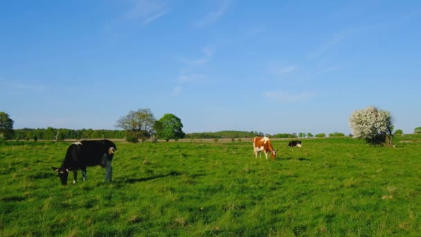 Krávy se pasou na louce v letní čas - Záběry, video