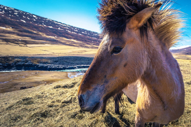 Icelandic wilderness - May 06, 2018: Icelandic horses in the wilderness of Iceland - Foto, immagini