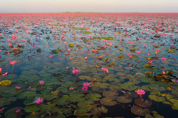 Rotes Lotusmeer ist die berühmteste Attraktion von Udonthani, Provinz im Nordosten Thailands. - Foto, Bild