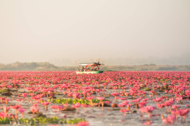 Красный лотос море является самой известной достопримечательностью Udonthani, Расположенная провинция в северо-восточном регионе Таиланда
. - Фото, изображение