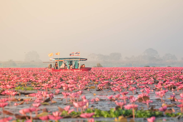 Rotes Lotusmeer ist die berühmteste Attraktion von Udonthani, Provinz im Nordosten Thailands. - Foto, Bild