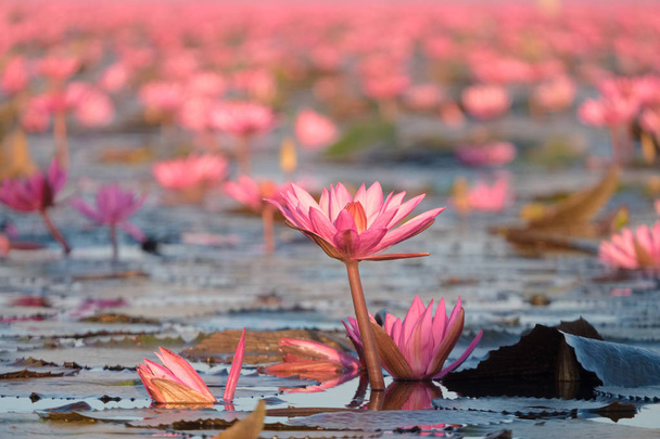 Piros lotus fekszik a leghíresebb attrakció a Udon Thani, Thaiföld északkeleti részén található megye. - Fotó, kép