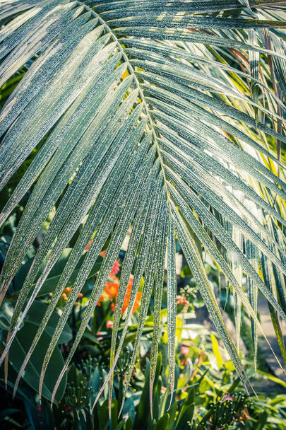 Palm tree leaf close up shot - Foto, imagen