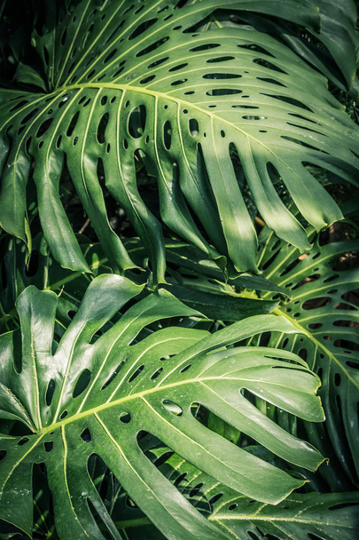 Beautiful green tropical leaves Monstera - Zdjęcie, obraz