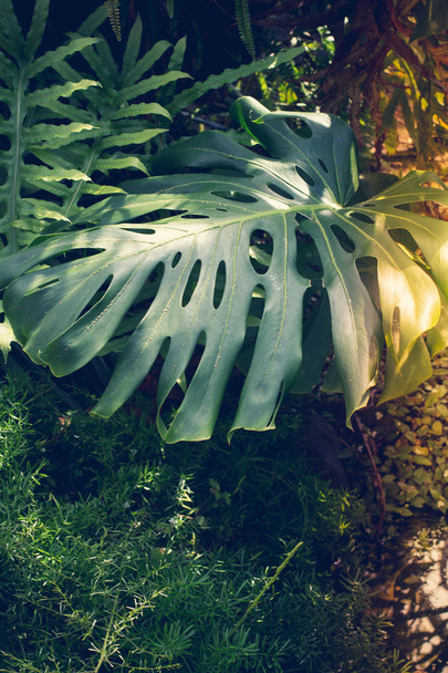 Beautiful green tropical leaves Monstera - Φωτογραφία, εικόνα